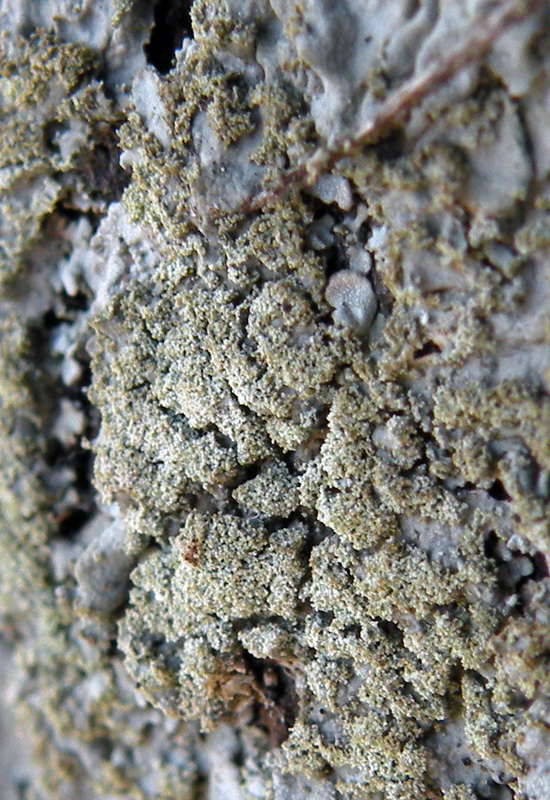 Microscopia dei licheni?